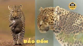 Báo Đốm – Thợ Săn Nhanh Nhất Hành Tinh | Khám Phá Thế Giới Động Vật | Hành Trình Khám Phá