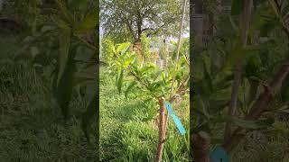 Elberta Peach Pruning Update #gardendesign #permaculture #summervibes