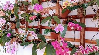 COMO ESCOLHER O LOCAL CERTO PARA SUA ORQUÍDEA PHALAENOPSIS️Vegetal e flores LINDAS 