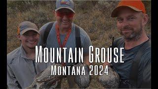 Mountain Grouse: Blue Grouse Hunting Montana 2024