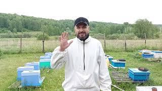 даю маткам разогнаться в нуке/Отбор плодных маток из облётников/ сибирский пчелоблог 10 июня 2023