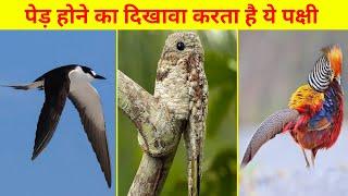 10 Most Amazing FACTS About Birds #shorts