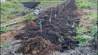 How I Plant Pear Trees in a High Density Row on OHxF 87 semi dwarf rootstock