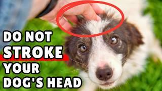 Think Twice Before Petting Your Dog's Head ️