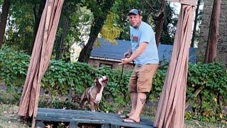 A PLAYGROUND. NEAR A BEE HIVE - . MILLION DOLLAR DOG WALK