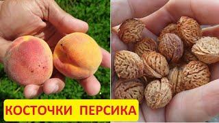 Как посадить персик из косточки. Заготовка косточек персика