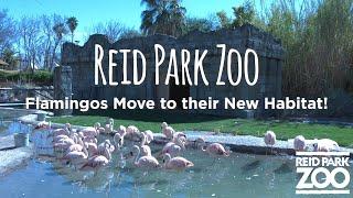 Reid Park Zoo's flamingos move to their new habitat!