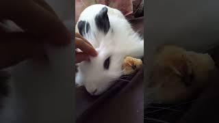 Mini Coelho carinhoso  #lionhead #coelho #rabbit #minicoelho #happy #cute #rabbits #sleep #kawaii