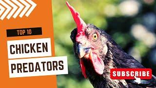 Top 10 Chicken Predators