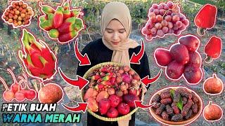 Petik buah berwarna merah | Panen buah-buahan segar