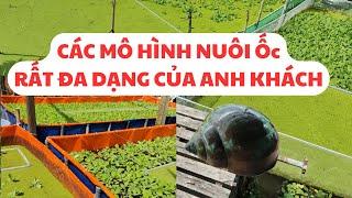 Anh khách nuôi mô hình từ trên bạc tới tráng lưới và thả lang,  chỉ có đam mê,kiên trì = thành công