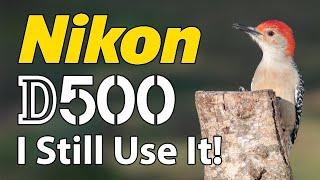 Nikon D500 Bird Photography 200-500 Lens!