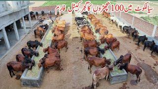 Gujjar Cattle Farm Sialkot||Calf Fattening Business in Pakistan||Biggest Bachra Farming in Pakistan