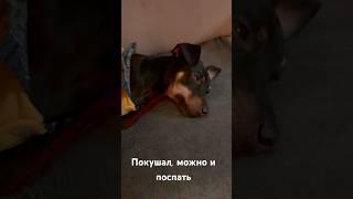 Кабачок #youtubeshorts #youtube #юмор #собака #топ #шортс #морти #спит #засыпание #dog