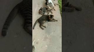 Cute cats #cat #cute #kitten #cutecat #cuteanimals #meow