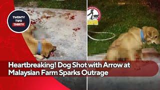 Heartbreaking! Dog Shot with Arrow at Malaysian Farm Sparks Outrage