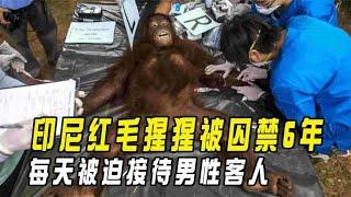 印尼红毛猩猩被囚禁6年，每天被迫接客，浑身溃烂也不能停