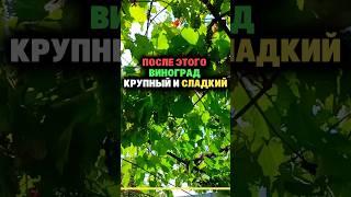 После этого виноград крупный и сладкий #дача #секреты #огород #сад #урожай #виноград