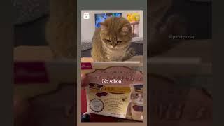 just meow meow 