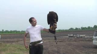 Bald Eagle, Training 3, With Line