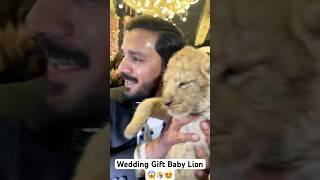 Wedding Gift Baby Lion Rajab’s Family  #viralvideo #youtubeshorts #shortsfeed #shorts