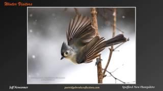 Winter Birds