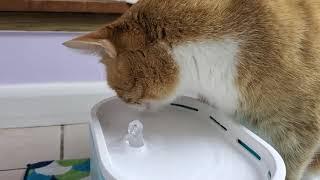 Petlibro Capsule: Cat Water Fountain with Filter