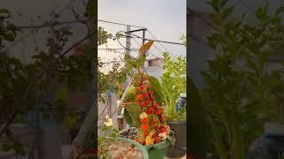 Tulsi maa️#youtubeshorts #viralvideo #subscribe #shorts #views #vlog #like #bhajan #krishna