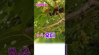 「뽕'뽕'뽕」 오디가 익어가는 6월의 한국 #뽕나무 #국제커플 #대한민국