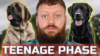 DOG TRAINING MISTAKES IN THE TEENAGE PHASE