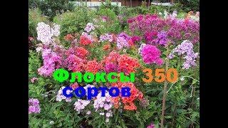 Флоксы 350 сортов