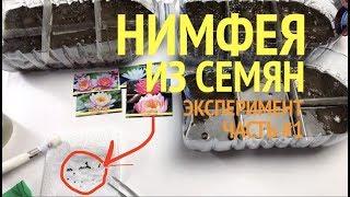 Нимфея из семян. Как вырастить дома нимфею? Эксперимент. Часть #1 [Хобби Дом]