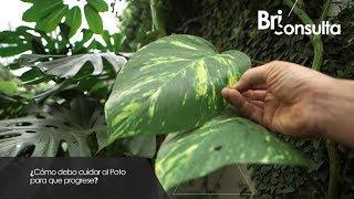 ¿Cómo debo cuidar al poto para que progrese? - Briconsulta - Jardinatis