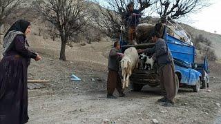 "Family Assistance Bekr: Supporting a Refugee in Care of Sheep"