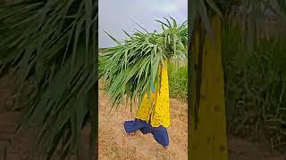 gurjari #reels #virlreels #vlog #music #gurjar