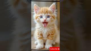 Meow Meow Billi Mausi - Hindi Rhymes for children  #catvideos  #MeowMeowSong #BilliKartiMeowMeow