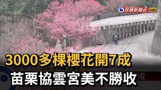 3000多棵櫻花開7成 苗栗協雲宮美不勝收－民視新聞