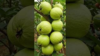 GROW Your Own Guava Tree at Home with Easy Propagation Method
