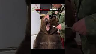 Kung Fu Bear | Other Animal VS Human