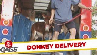 Throwback Thursday - Donkey Delivery Prank