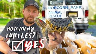 SHOCKING TORTOISE & TURTLE RESCUE @GardenStateTortoise