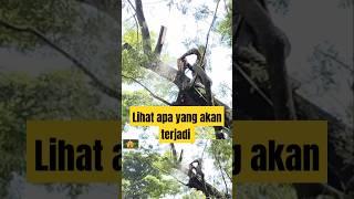 eksekusi tebang pohon trembesi besar yang ke 266 #shortvideo #pekerja27