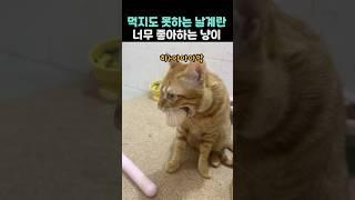 먹지도 못하는 날계란 너무 좋아하는 냥이