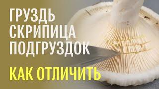 Для новичков: как отличить груздь от скрипицы и подгруздка