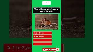  "What Do Rats Use Their Whiskers For?  | Animal Senses Quiz!"