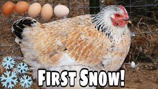 Egg Production is Back! + First Snow of Winter