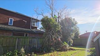 Trees are to close to NEIGHBORS House. Hard work cutting trees down. Transformation video