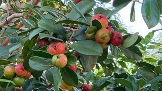 Exotic strawberry Guava in Miami