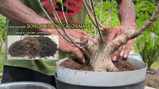 How to Plant Kimeng Banyan Bonsai Calon Mame | Bonsai Planting Media