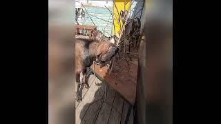 Кормовой стол для веточного корма